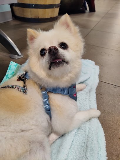 Dog day care in Owensboro Kentucky Paws Town LLC 1