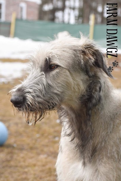 Dog day care in Oxford Maine Plummer Farm LLC and Farm Dawgz Daycare Boarding 1
