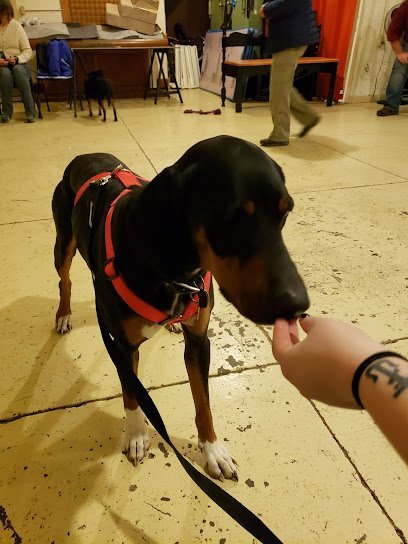 Dog day care in Oxford Ohio Training Tracks Canine Learning Center 1
