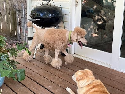 Dog day care in Ozark Missouri Fido s Bed n Biscuit LLC 1 1