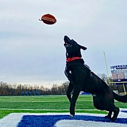Dog day care in Ozark Missouri Springfield Side Kick Dog Training Boarding Daycare Grooming 1