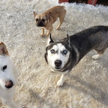 Dog day care in Palatine Illinois Baxter and Beasley 1