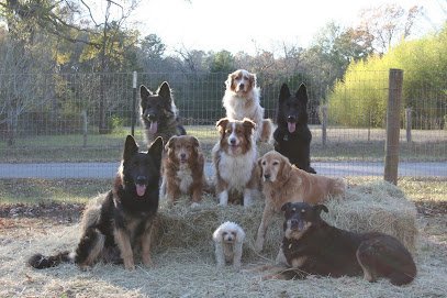 Dog day care in Palestine Texas God s Blessings Doggy Daycare Boarding 1