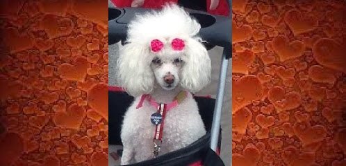 Dog day care in Park Ridge Illinois Dog Grooming Art 1