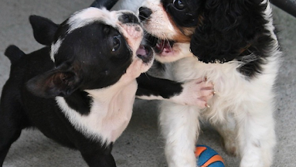 Dog day care in Parkers Lake Kentucky Cumberland Farms Kennels 1