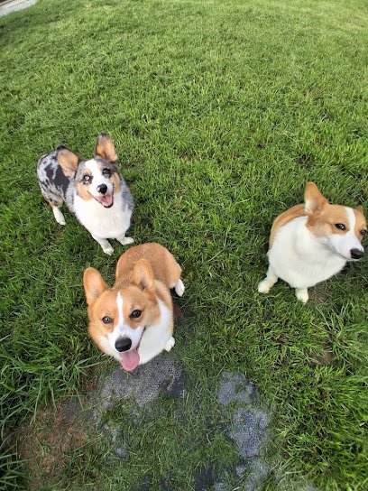 Dog day care in Parkton North Carolina King Ranch K9 Resort 1