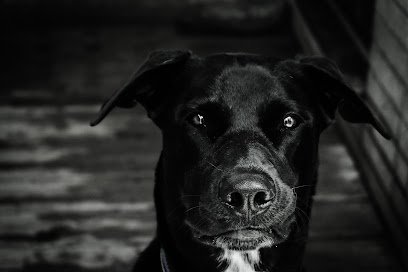 Dog day care in Parma Ohio Poochie s Resort Spa 1