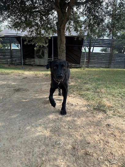 Dog day care in Pasadena Texas Pets Gone Wild Resort LLC 1