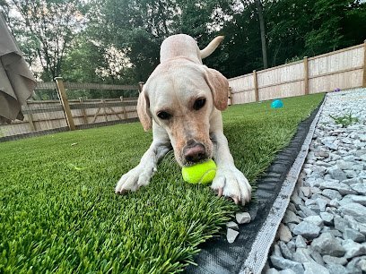Dog day care in Pataskala Ohio Ruffs Ranch 1