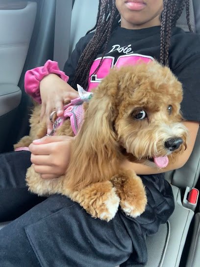 Dog day care in Peabody Massachusetts Lucky Dogs Daycare 1