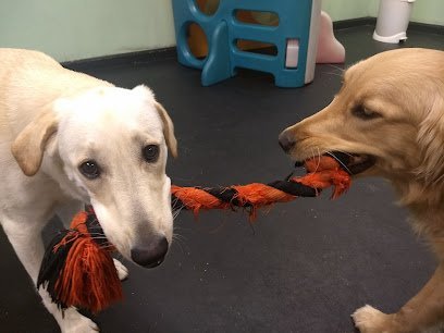 Dog day care in Peabody Massachusetts RiverDog Peabody 1