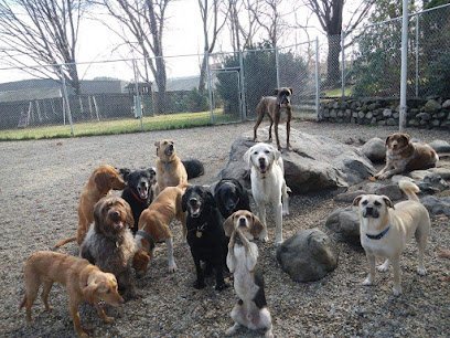 Dog day care in Peabody Massachusetts The Dogmother LLC 1