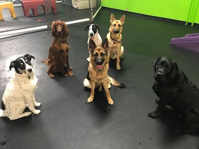 Dog day care in Peabody Massachusetts The K9Edge 1