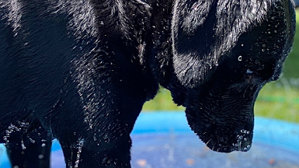 Dog day care in Pearl River Louisiana PurrFect Pets In home boarding Training 1