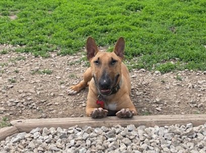 Dog day care in Peculiar Missouri Wags 1 1