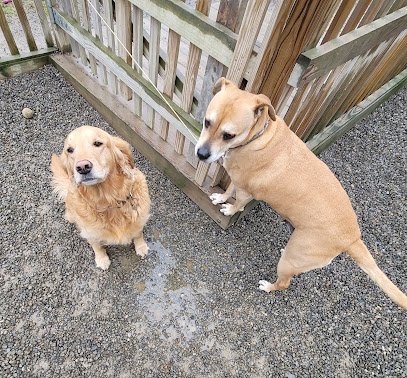 Dog day care in Penn Yan New York Keuka Pet Resort Boarding Kennel Daycare 1