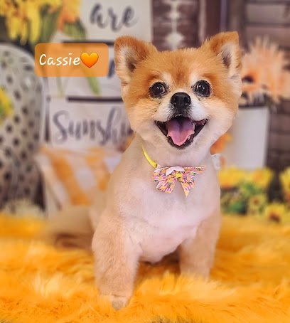 Dog day care in Perrysburg Ohio A Doggie DO Daycare too 1