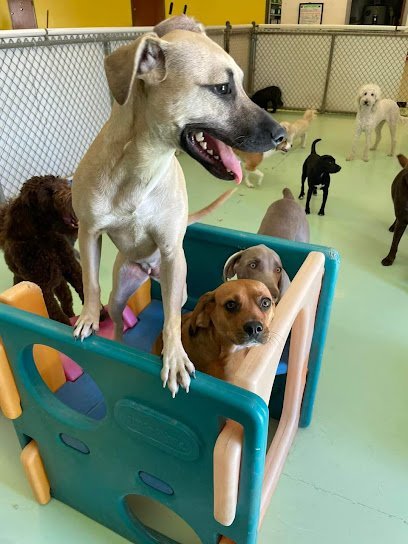 Dog day care in Perrysburg Ohio Woofgang Dog Day care 1