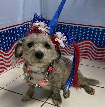 Dog day care in Petoskey Michigan Bay Area Pet Resort 1