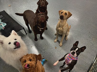 Dog day care in Pickerington Ohio Collar Club Doggie Daycare 1