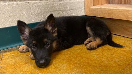 Dog day care in Pikeville Kentucky Broad Bottom Grooming Boarding 1