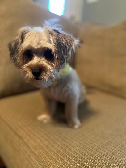 Dog day care in Pine Mountain Valley Georgia Brenda s Pet Groom Board More