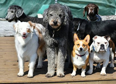 Dog day care in Pittsfield Massachusetts Love Us And Leave Us 1