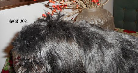 Dog day care in Pittsfield Massachusetts Shamrock Dog Grooming 1