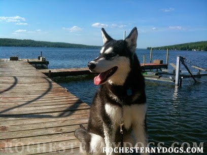 Dog day care in Pittsford New York Rochester NY Dogs 1