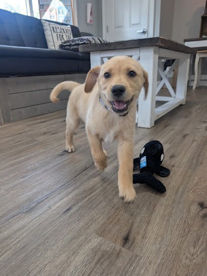 Dog day care in Pittstown New Jersey Hidden Gem Kennels 1