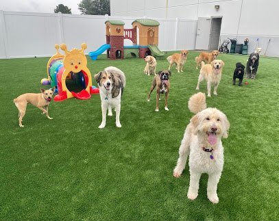 Dog day care in Plainfield Illinois Diggity Doggy Daycare 1