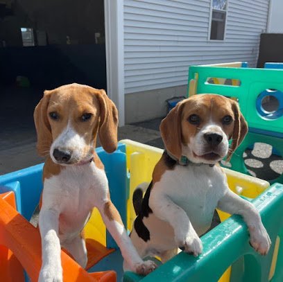 Dog day care in Plainville Massachusetts The Home of Paws 1