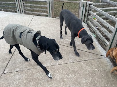 Dog day care in Plano Illinois PBs Pup Palace 1