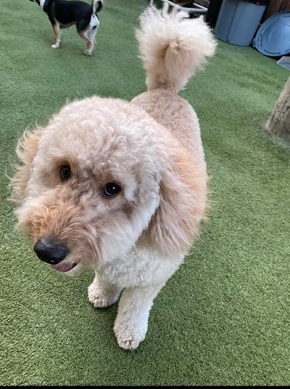 Dog day care in Plano Texas Canine Republic 1