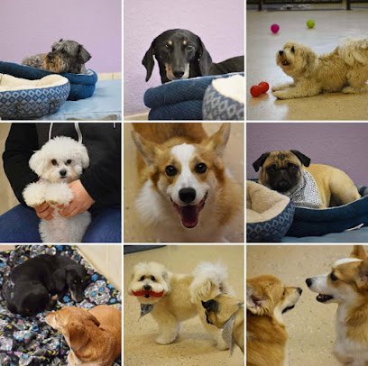 Dog day care in Plano Texas Doggie Zen Den 1