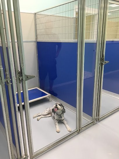 Dog day care in Plano Texas La Pawz Dog Care 1