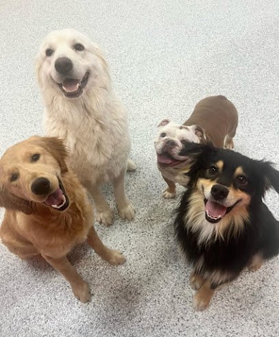 Dog day care in Plano Texas The Dog Stop Plano Central 1