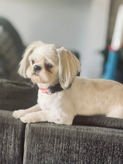 Dog day care in Platte City Missouri Fantastic Fido s Platte City 1 1