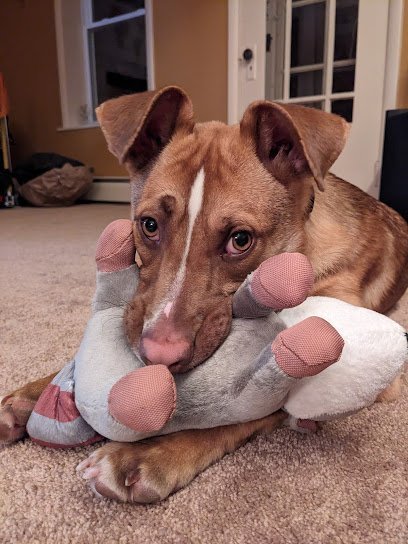 Dog day care in Plattsburgh New York Adirondack Pet Lodge 1