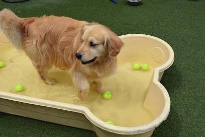 Dog day care in Plattsburgh New York Canine Adventure LLC 1