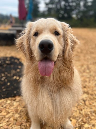 Dog day care in Pleasant Hill Oregon Opportunity Barks 1