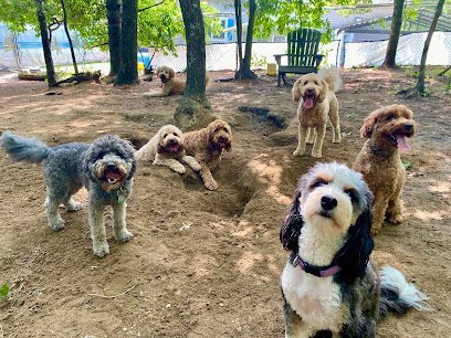 Dog day care in Plymouth Massachusetts Beach Dogz Daycare Enrichment Center 1