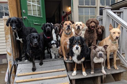 Dog day care in Plymouth Michigan Happy Hounds Dog Day Care 1