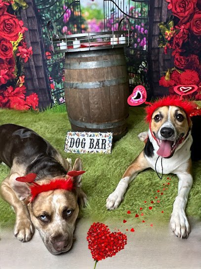 Dog day care in Pompton Plains New Jersey Besties 4 Paws 1