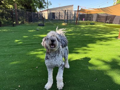 Dog day care in Poplar Bluff Missouri All 4 Paws Hotel Spa 1 1