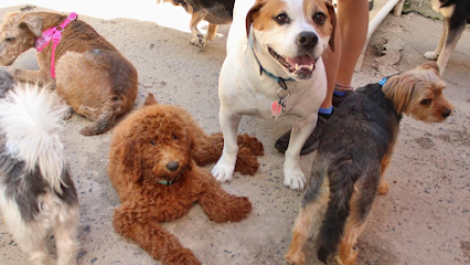 Dog day care in Port Monmouth New Jersey Hotel For Dogs 1