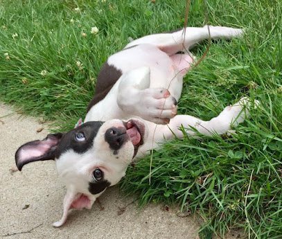 Dog day care in Portage Michigan Bark Park Dog Park and Dog Day Care 1