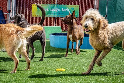 Dog day care in Portland Oregon Bark Avenue PDX 1
