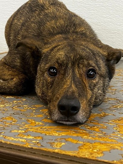 Dog day care in Portland Oregon BarkZone Dog Daycare Boarding 1