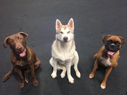 Dog day care in Portland Oregon Dog Days 1